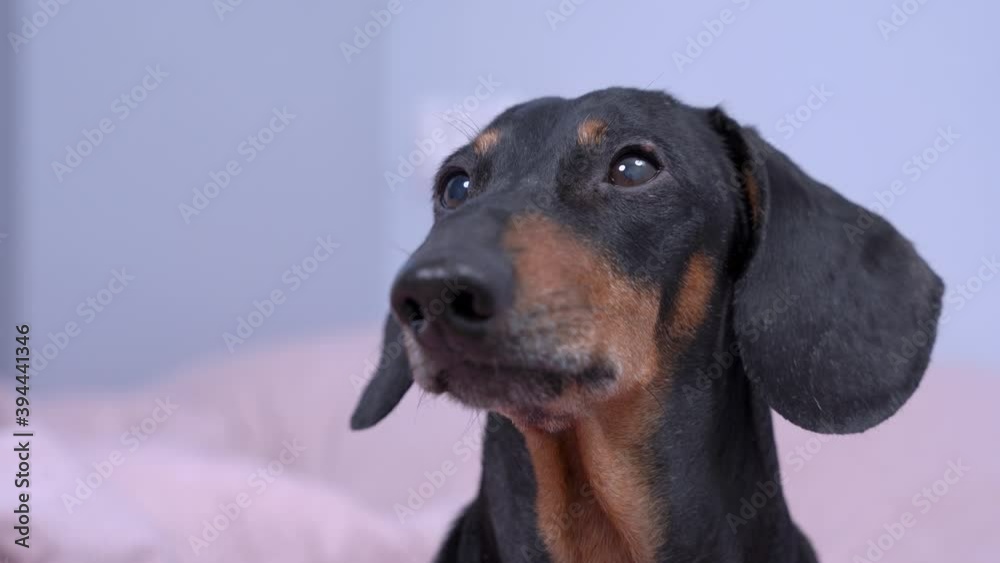 Obedient dachshund is watching something carefully, close up. Dog waits patiently for attention, walking or feeding. Obedient dachshund is watching something carefully, close up. Dog waits patiently for attention, walking or feeding.