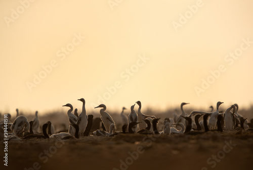 A backlit image of  Socotra cormorants and chicks at Hawar island  Bahrain. The lasrgest breeding site in Gulf.