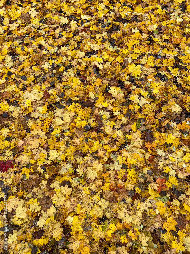 Autumn background of yellow maple leafs Autumn background of yellow maple leafs