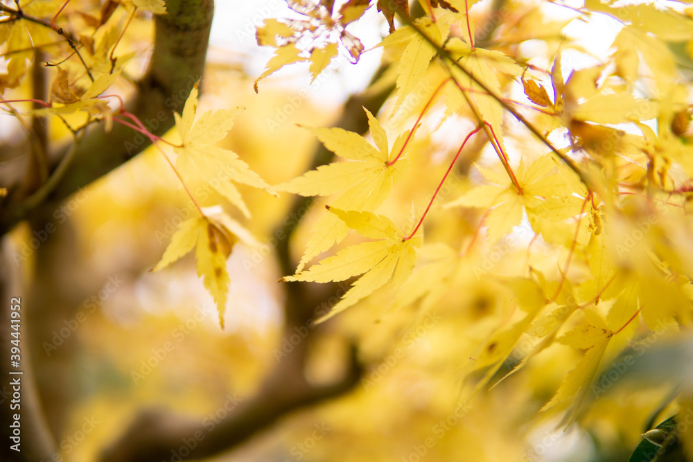 紅葉のモミジ 紅葉のモミジ