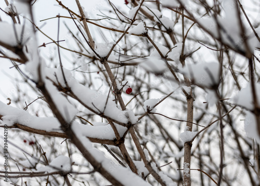 first snow on bushes and trees with red berries