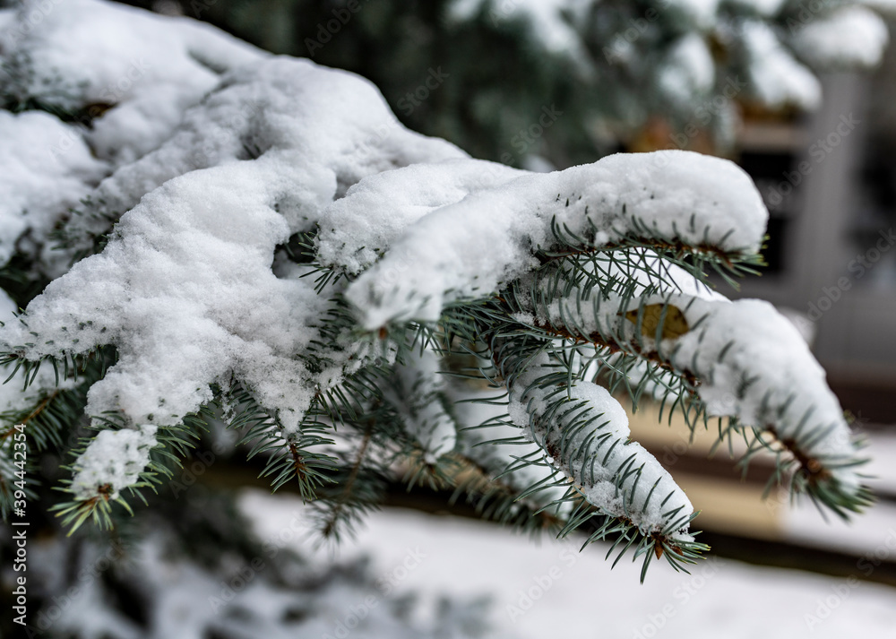 spruce branches with snow and remaining yellow leaves close up