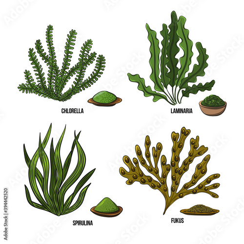 Algae set - chlorella, spirulina, kelp, laminaria, fucus. Green and red edible algae. Black and multi-colored sketch on a white background. Vector hand drawn illustration.