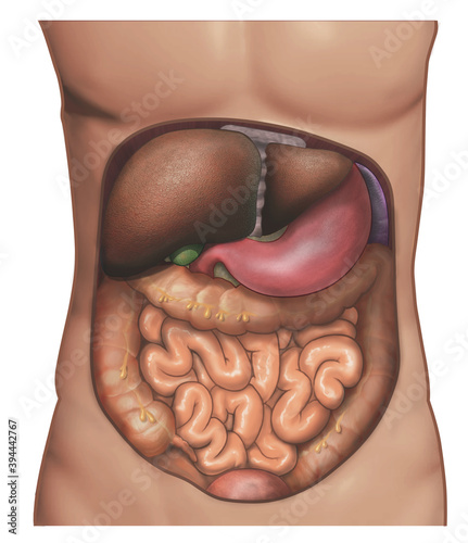 Photography Anatomy of the abdomen