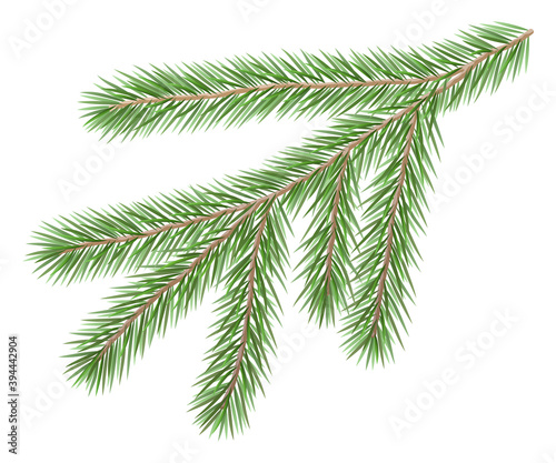 Fir branch. Christmas tree  spruce.  Symbol of Christmas and New Year isolated on white background.