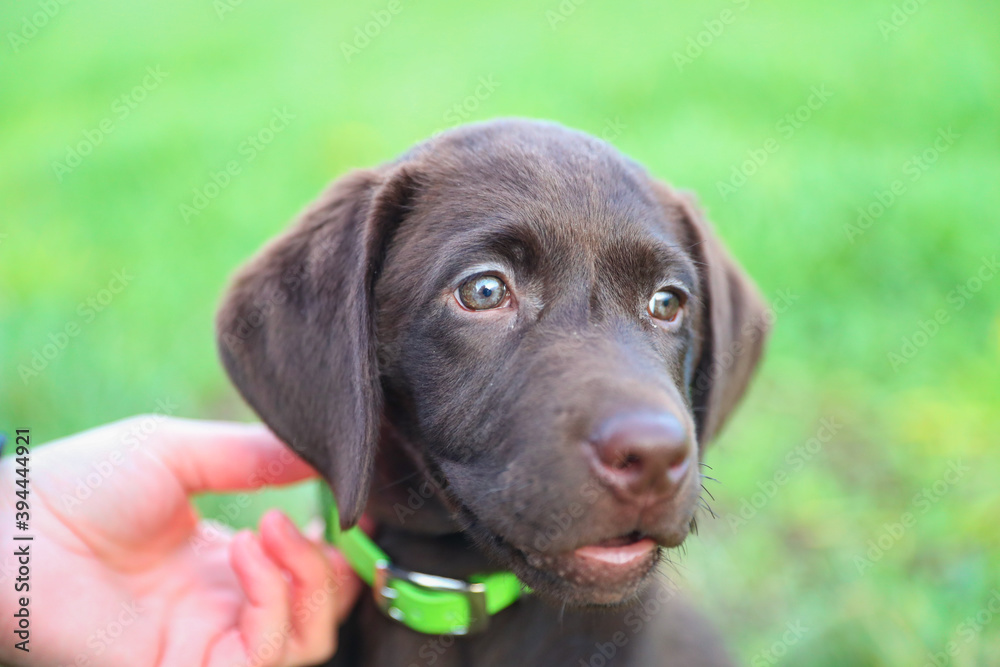Junger brauner Labrador Welpe auf dem Spaziergang Junger brauner Labrador Welpe auf dem Spaziergang