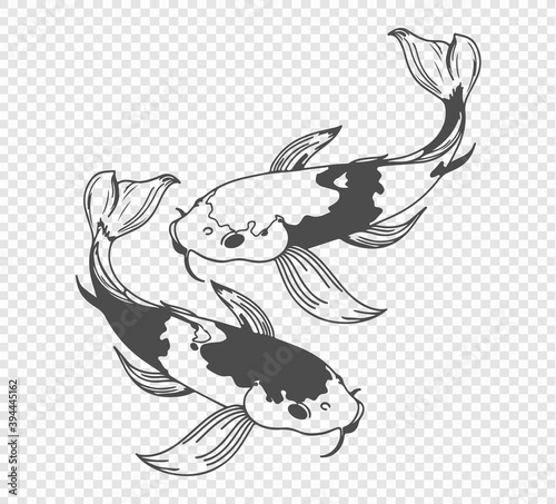 carp sketch on transparent background. Freehand japanese carp tattoo, vector illustration