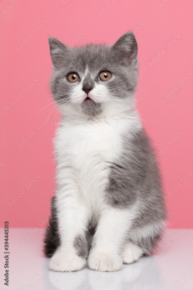 adorable little british shorthair cat sitting adorable little british shorthair cat sitting