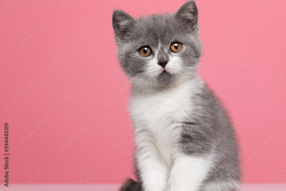 confused little british shorthair cat sitting