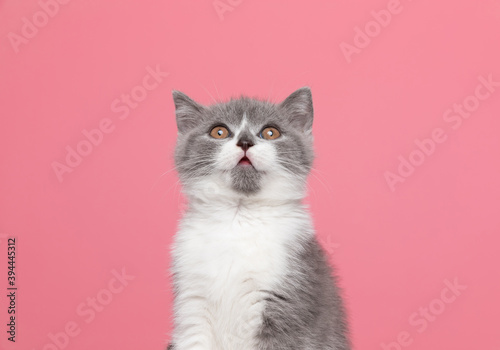 adorable british shorthair kitty looking up