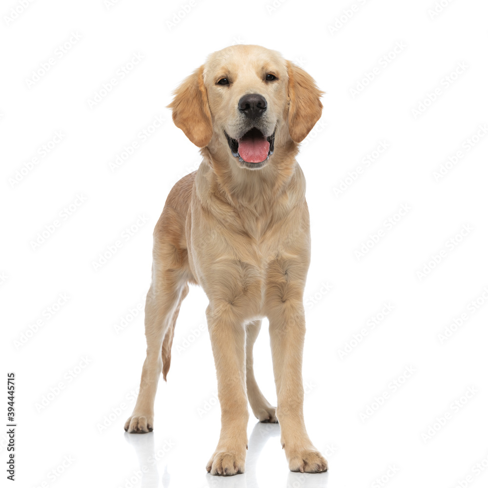 golden retriever dog looking at the camera golden retriever dog looking at the camera