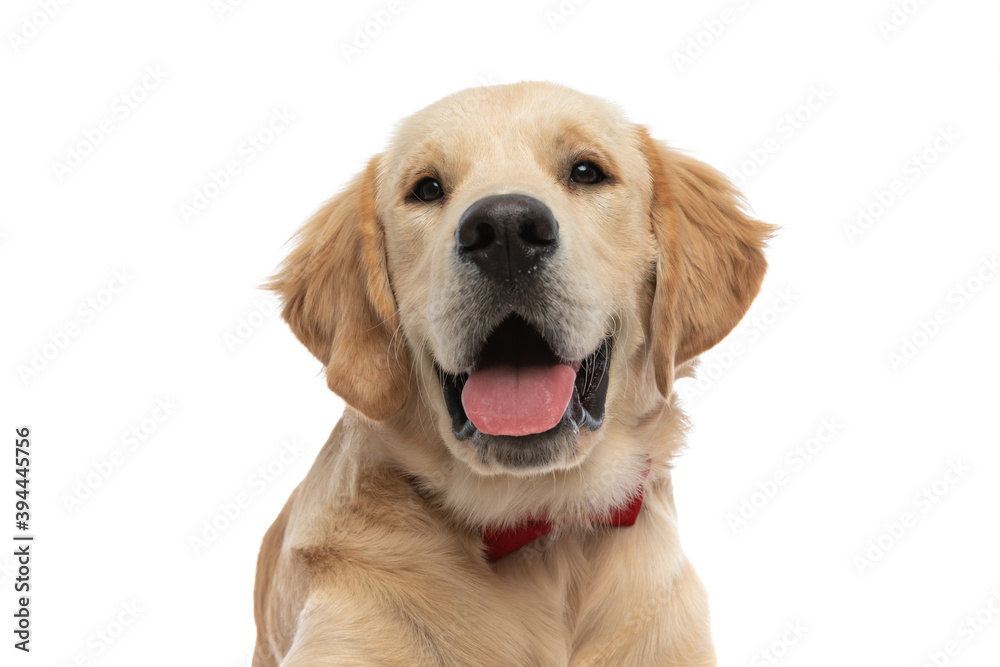 cute golden retriever dog sticking his tongue out