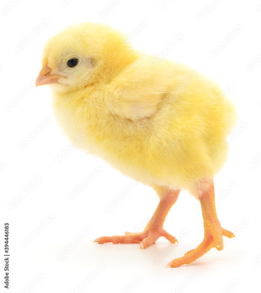 Small yellow chicken Small yellow chicken