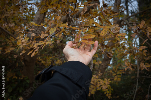 Hand touch foliage in the forest