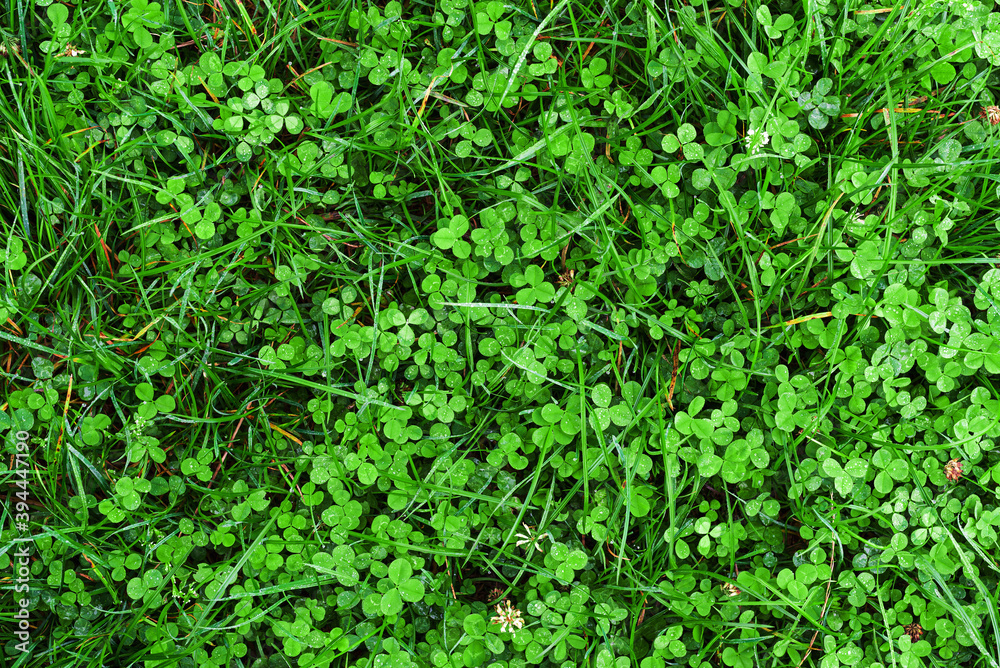 Green background of various field grass after rain Green background of various field grass after rain