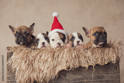 adorable group of 5 precious puppies resting in a furry box © Viorel Sima