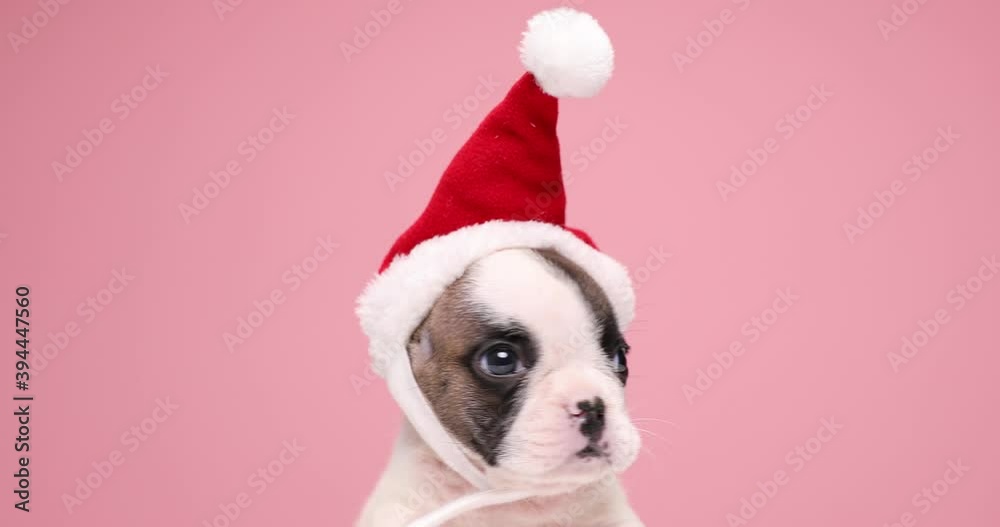 Christmassy baby French bulldog wearing Santa Claus hat and looking around, celebrating Christmas on pink background in studio Christmassy baby French bulldog wearing Santa Claus hat and looking around, celebrating Christmas on pink background in studio