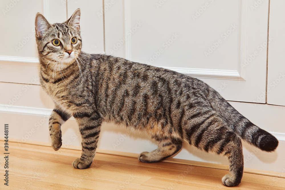 jeune chat tigré européen jouant avec une manne à linge à l'intérieur jeune chat tigré européen jouant avec une manne à linge à l'intérieur