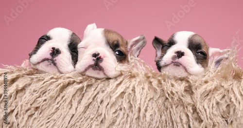 lovely family of three little frenchies puppies protecting each other, sleeping and resting in a vintage wooden box photo