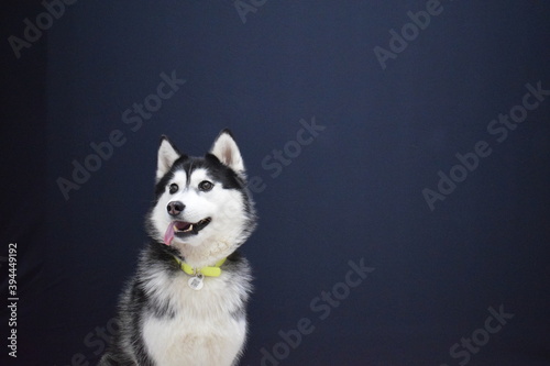 siberian husky dog