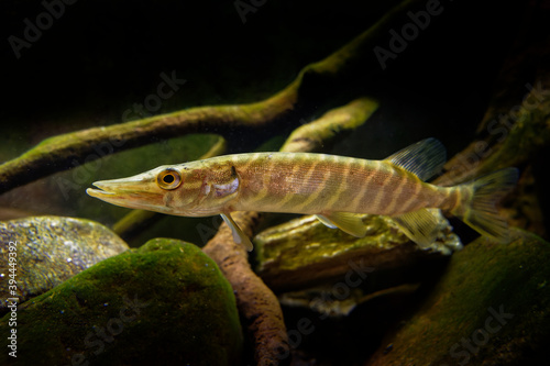 Northern pike (Esox lucius) species of carnivorous fish of the genus Esox, typical of brackish and fresh waters of the Northern Hemisphere (holarctic in distribution) predator of fresh water © phototrip.cz
