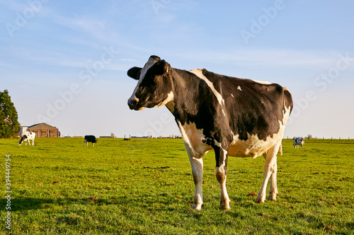 vache noire et blanche broutant de l'herbe dans un champ en automne près de Namur en Belgique 
