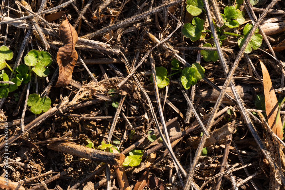 Agricultural soil background texture close-up after the harvest with visible plant reuse and fertile soil. Agricultural soil background texture close-up after the harvest with visible plant reuse and fertile soil.