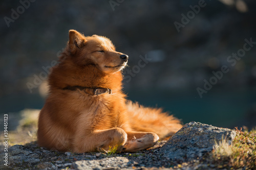 Dog relaxing in sun, Sweden photo