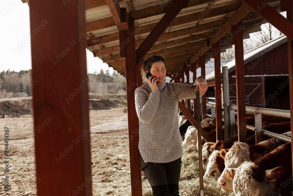Woman in cowshed, Sweden Woman in cowshed, Sweden