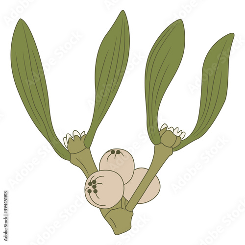 Branch of mistletoe. Viscum album. Floral decoration. Isolated vector illustration.