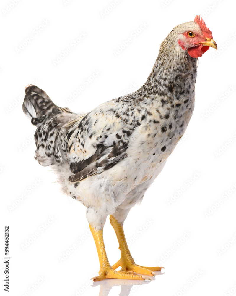 one gray rooster isolated on white background, studio shoot one gray rooster isolated on white background, studio shoot