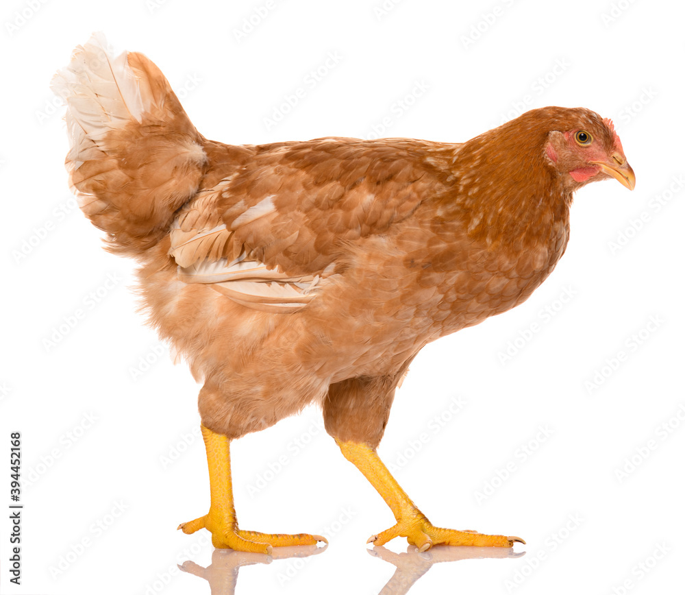 Fototapeta premium one brown walking chicken isolated on white background, studio shoot