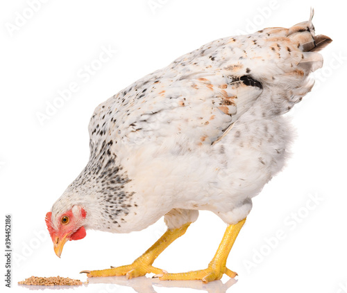 Photos one white chicken pecking grains, isolated on white background, studio shoot