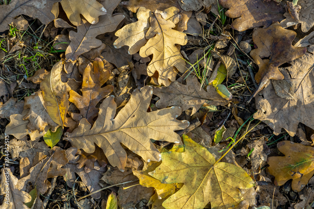 Background from old, autumnal, fallen leaves lying on the ground Background from old, autumnal, fallen leaves lying on the ground