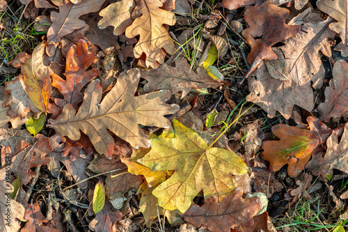 Background from old, autumnal, fallen leaves lying on the ground © vitalis83