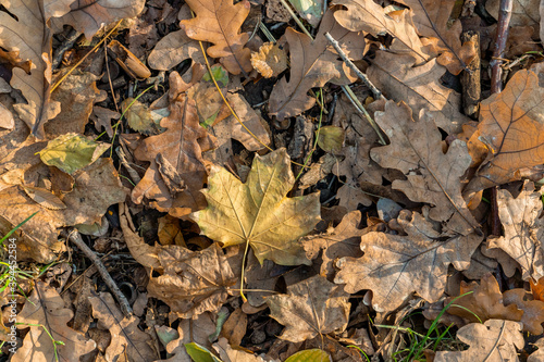 Background from old, autumnal, fallen leaves lying on the ground
