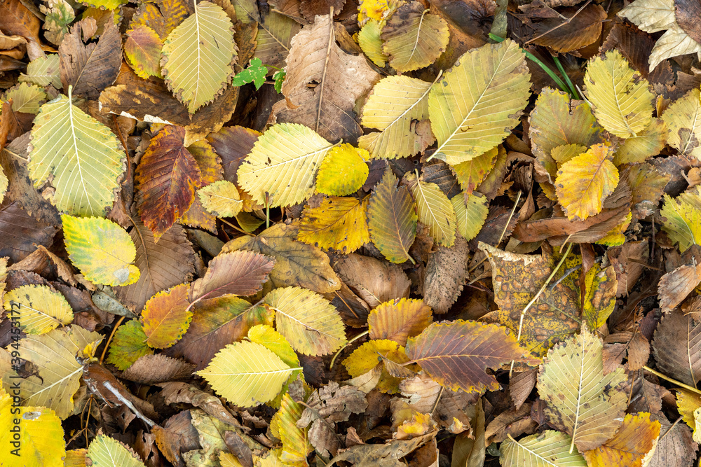Background from old, autumnal, fallen leaves lying on the ground Background from old, autumnal, fallen leaves lying on the ground