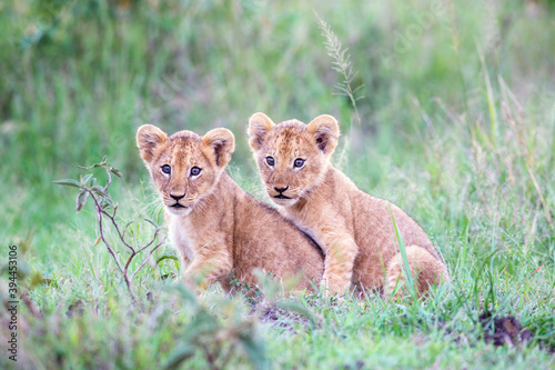 Lion cubs together, Kenya
