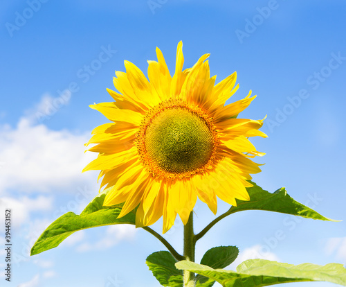 Sunflower. Blooming sunflowers on a background blue sky.