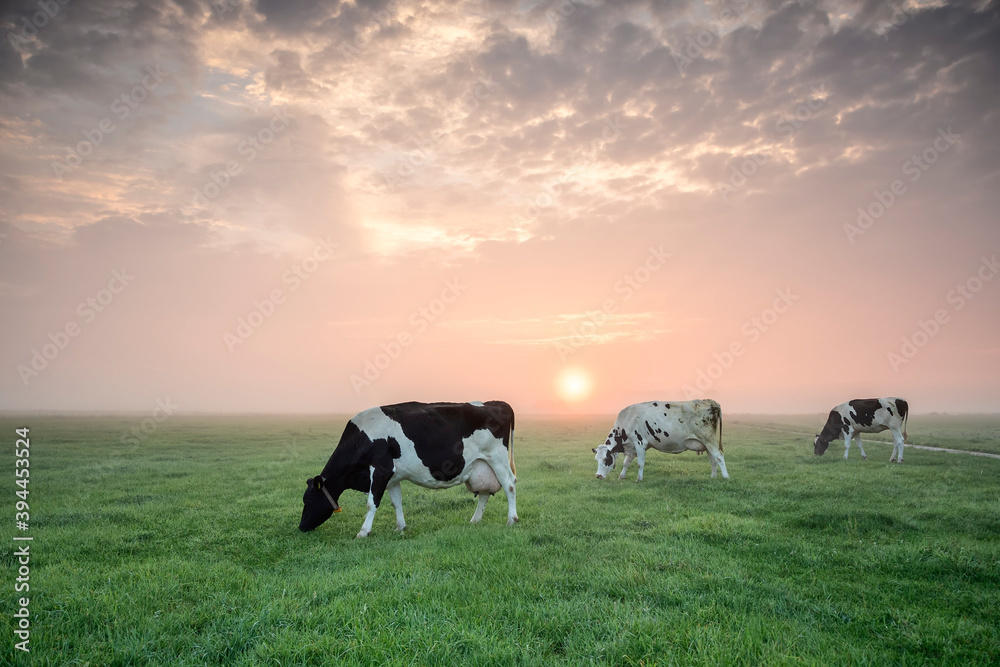cows grazing in row at sunrise