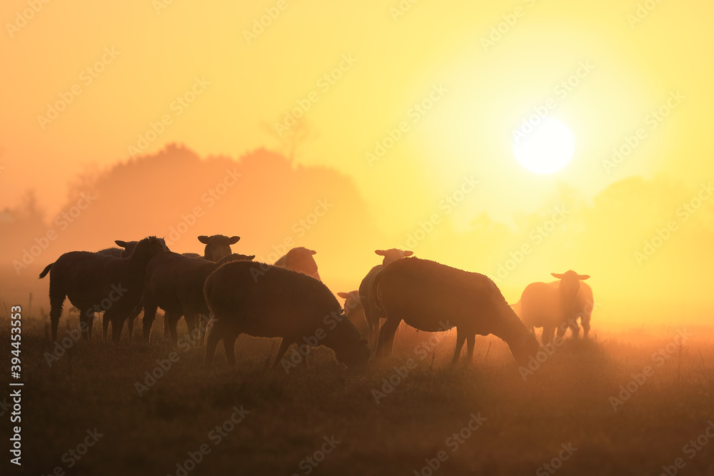 sheep grazing at sunrise in mist