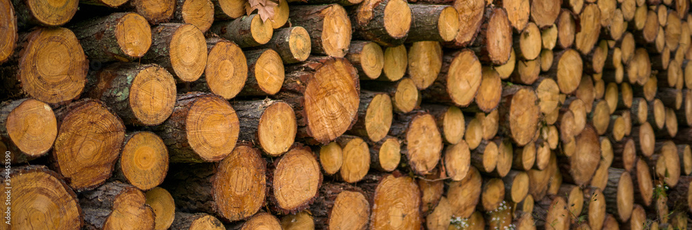 Pine timber, ready for transport from forest Pine timber, ready for transport from forest