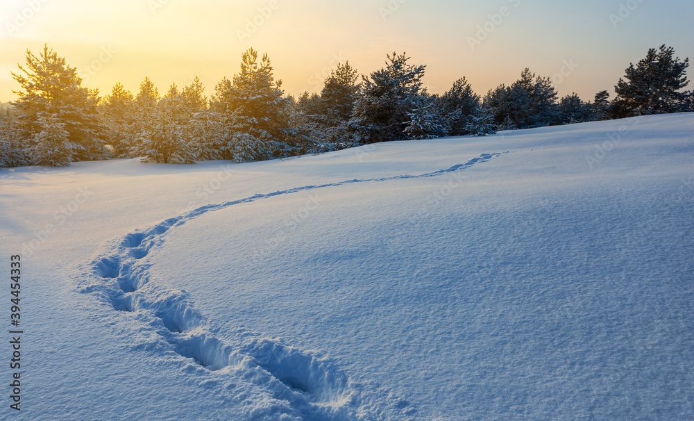wide snowbound forest glade with human track at the sunset, winter outdoor background