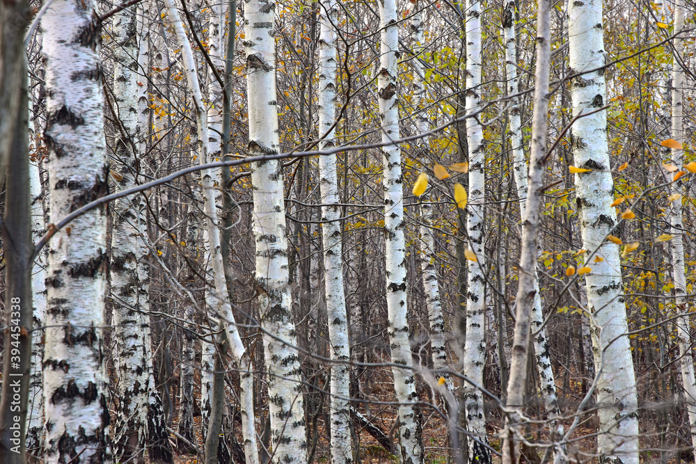 Fototapeta premium Abstract forest tree nature texture