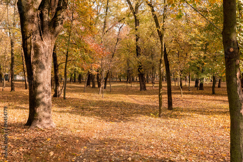 autumn park covered with gold, yellow fallen leaves