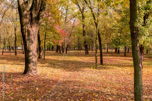 autumn park covered with gold, yellow fallen leaves