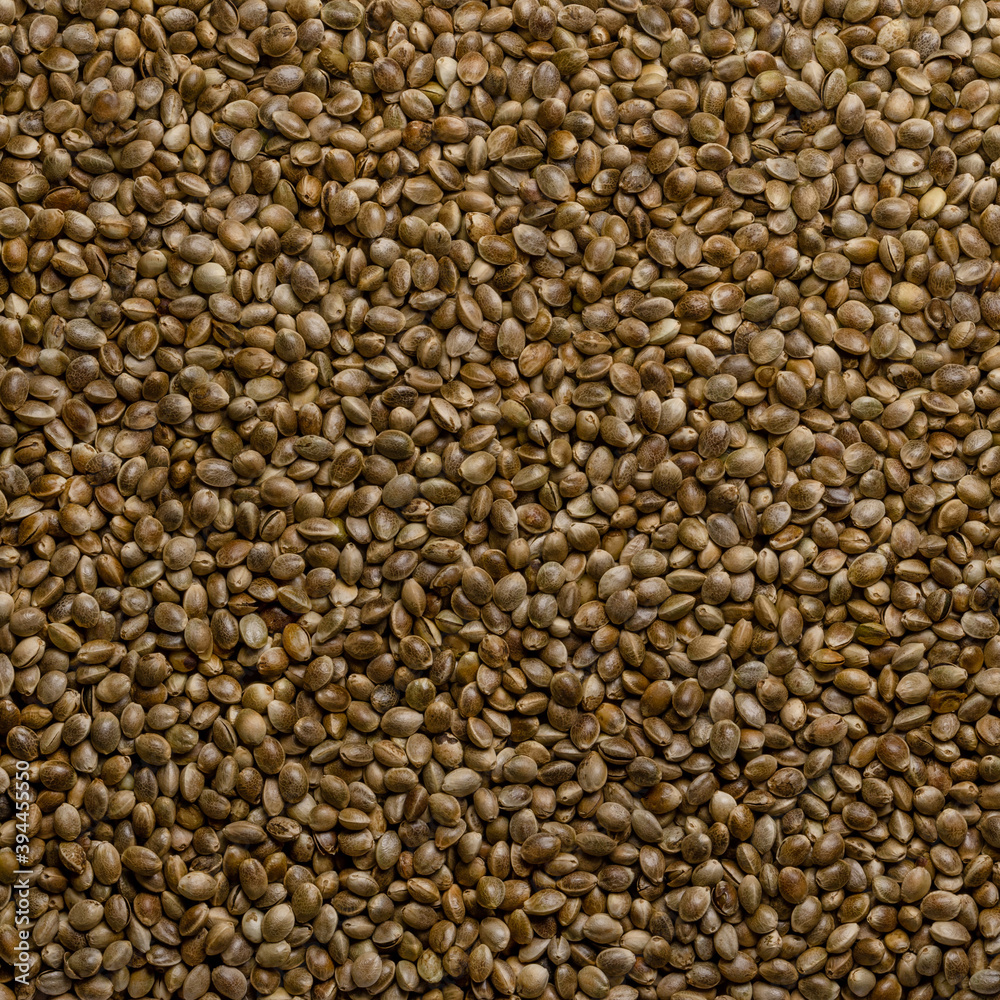 Whole hemp seeds. Square shaped background and surface with raw fruits of Cannabis sativa. High in complete protein and great source of iron. Backdrop. Macro, food photo, top view, from above. Whole hemp seeds. Square shaped background and surface with raw fruits of Cannabis sativa. High in complete protein and great source of iron. Backdrop. Macro, food photo, top view, from above.