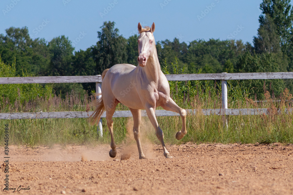 Cremello Akhal-Teke stallion running in the summer free. Animal in motion.