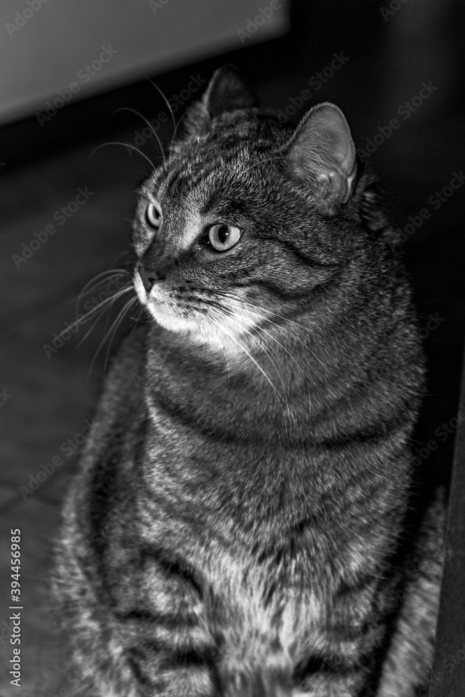 black and white photograph of the Tabby cat, Mackerel tabby, with the distinctive striped pattern and forehead 'M'
