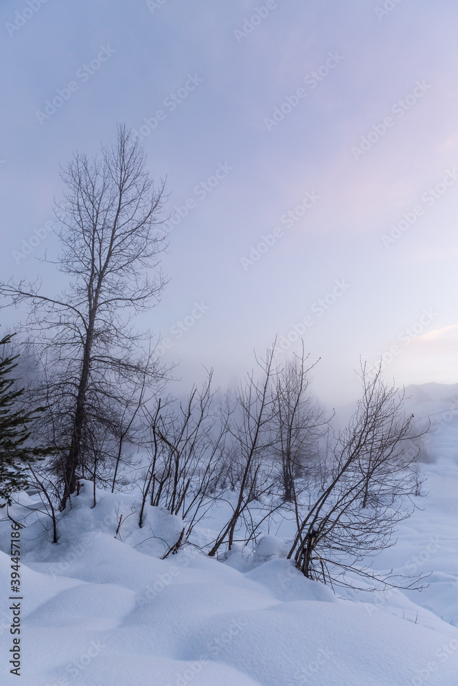 trees in snow at sunset trees in snow at sunset